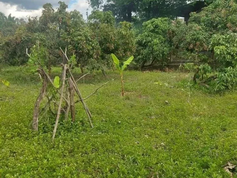 ที่ดินอยู่อาศัย มีผลไม้ น้ำไฟมีพร้อม ติดถนนคอนกรีต ในชุมชน