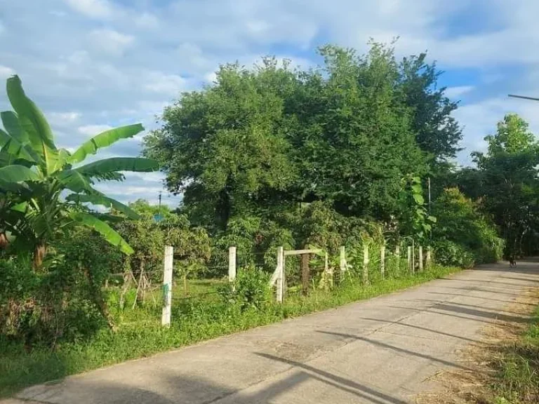 ที่ดินอยู่อาศัย มีผลไม้ น้ำไฟมีพร้อม ติดถนนคอนกรีต ในชุมชน