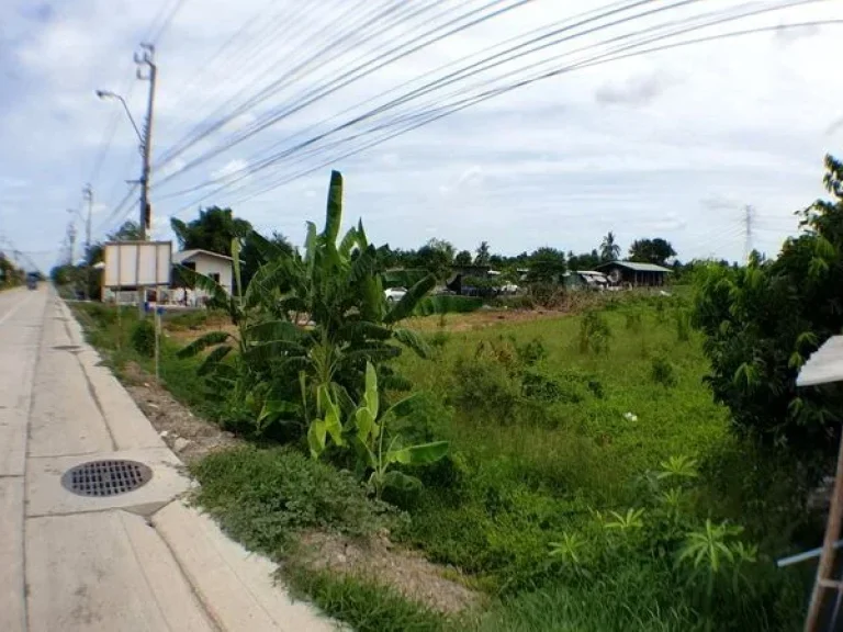 ขายที่ดิน ติดถนนบ้านกล้วย-ไทรน้อย ตำบลไทรน้อย อำเภอไทรน้อย