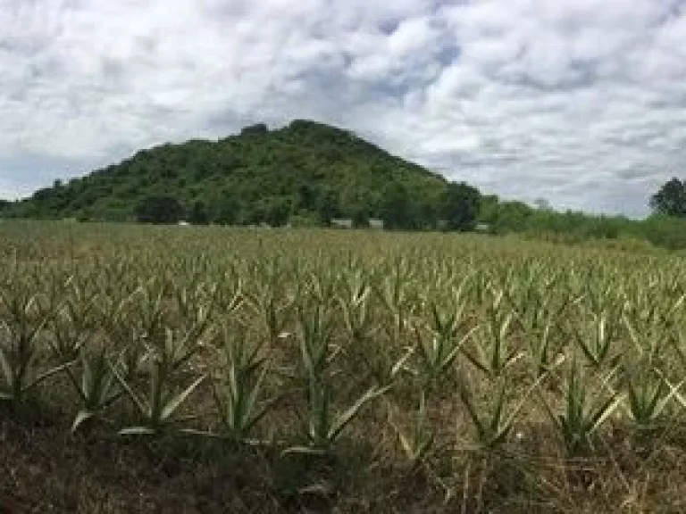 ขายที่ดินหัวหิน ตำบลทับใต้ อำเภอหัวหิน จังหวัดประจวบคีรีขันธ์