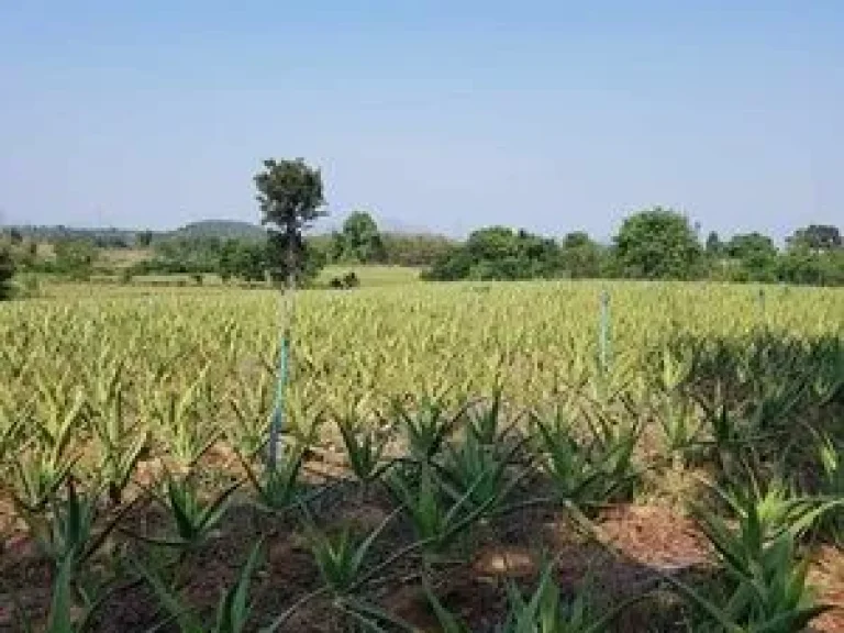 ขายที่ดินหัวหิน ตำบลทับใต้ อำเภอหัวหิน จังหวัดประจวบคีรีขันธ์