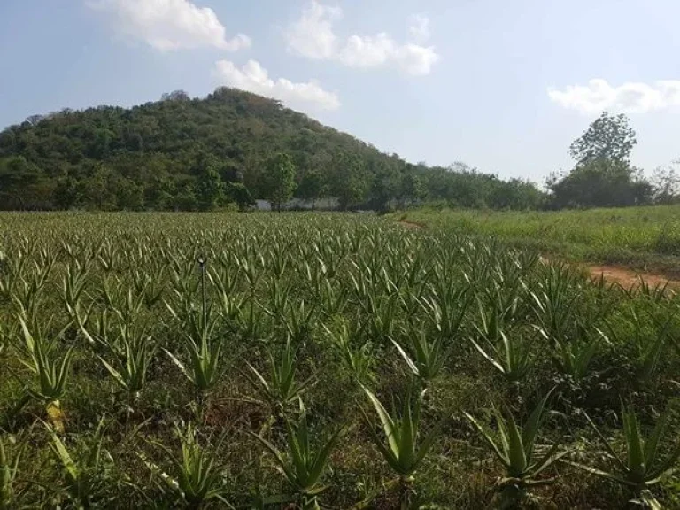 ขายที่ดินหัวหิน ตำบลทับใต้ อำเภอหัวหิน จังหวัดประจวบคีรีขันธ์