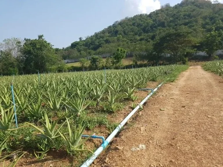 ขายที่ดินหัวหิน ตำบลทับใต้ อำเภอหัวหิน จังหวัดประจวบคีรีขันธ์