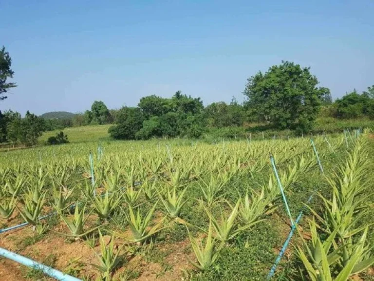 ขายที่ดินหัวหิน ตำบลทับใต้ อำเภอหัวหิน จังหวัดประจวบคีรีขันธ์