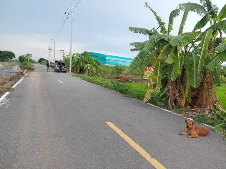 ขายด่วนที่ดินสวย 400 ตรวา คลองหลวง คลองห้า ปทุมธานี ZT242