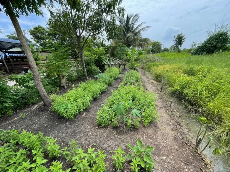 ที่ดิน คลอง11 บ้านสวนศรีปทุม เนื้อที่ 63 ตรวา หนองเสือ