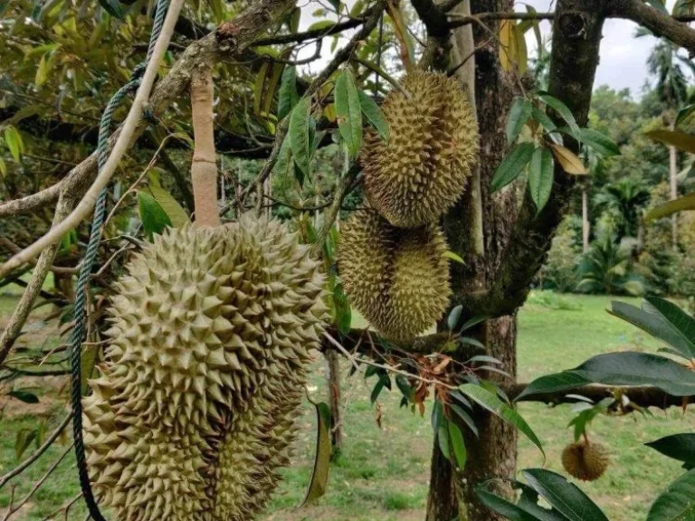 ขายถูก ที่ดินสวนทุเรียน โฉนดครุฑแดง ท่าใหม่ จันทบุรี