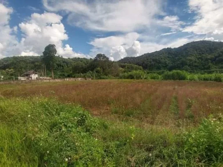 ขายที่ดินตำบลแม่นะเชียงดาววิวสวยติดแม่น้ำปิงยาว 130 เมตร