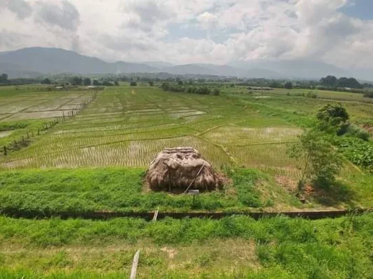 ขายที่ดินบ้านสบอ้อแม่นะเชียงดาวติดลำเหมืองพร้อมโอน