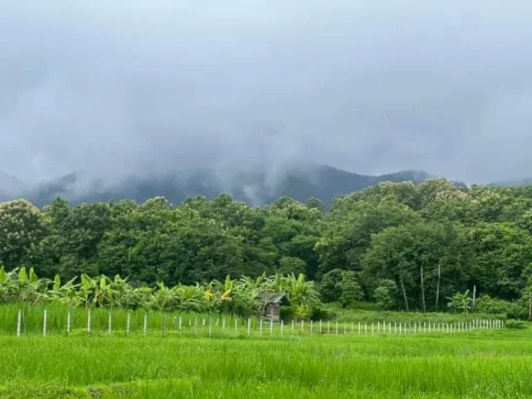 ขายที่ดินติดลำธารน้ำภูเขาล้อมรอบแม่ออนออนกลางพร้อมโอน