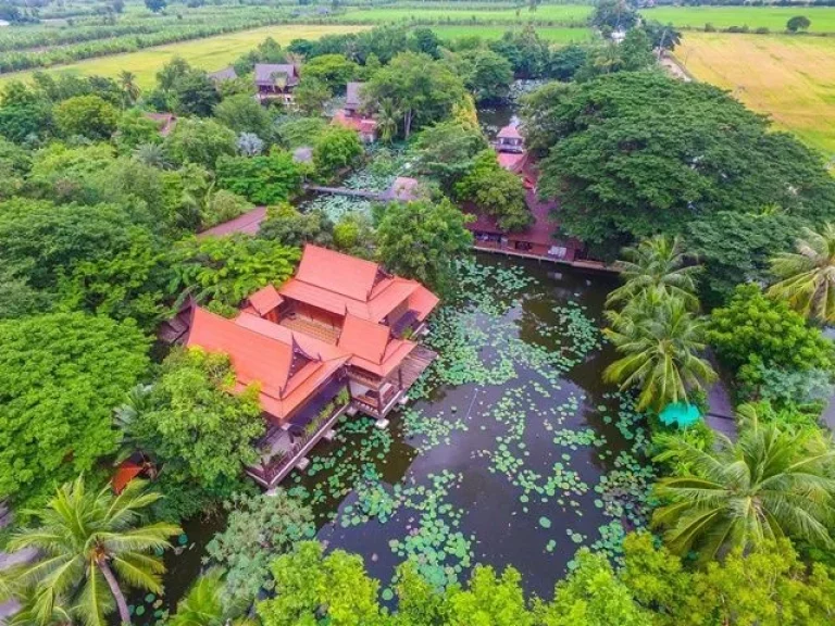 มหิดล ศาลายาขายที่ดิน-เรือนไทย-เรือนแต่งงาน