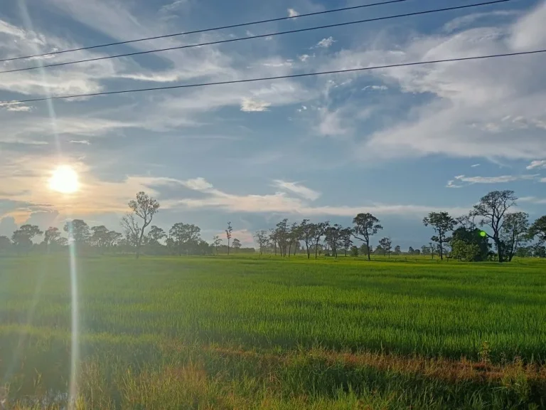 ขายไม่ด่วน เพราะที่สวยมากขายที่ดินบุรีรัมย์ อหนองกี่