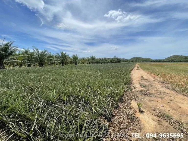 ขายที่ดิน แปลงสวย พื้นที่สีเขียว ติดภูเขา บ้านยุบพริก