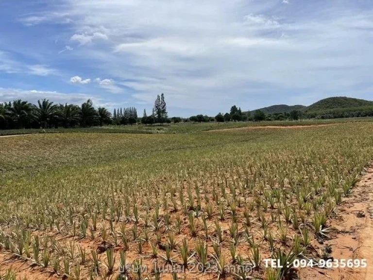 ขายที่ดิน แปลงสวย พื้นที่สีเขียว ติดภูเขา บ้านยุบพริก