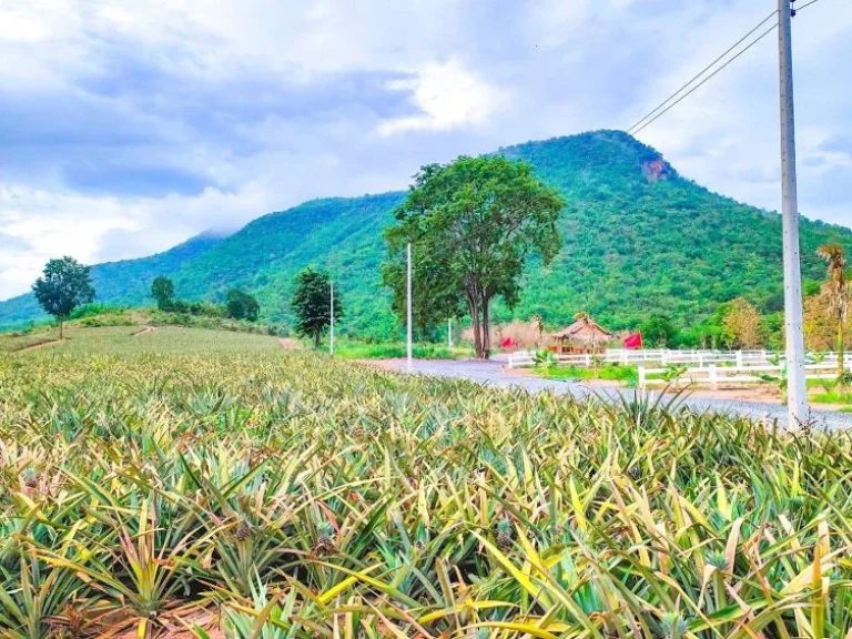 ขายที่ดิน 1 ไร่ โครงการใหญ่ หนองหญ้าปล้อง เพชรบุรี