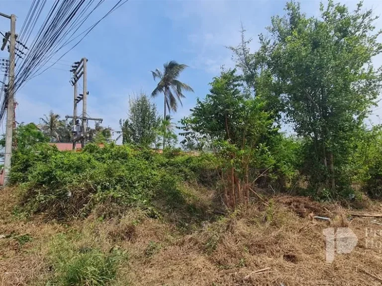 ขายที่ดินติดทะเลปากน้ำปราณ เดินเพียง 70 เมตรถึงชายหาด