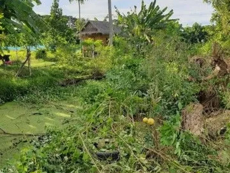 ขายที่ดินพร้อมบ้านสวน 1 ไร่ เจ้าของขายเอง ตำบลห้วยขวาง