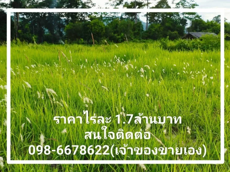 ที่ดินวิวเขาล้อมรอบ วิวเขาใหญ่ เนื้อที่ 10-3-91 ไร่