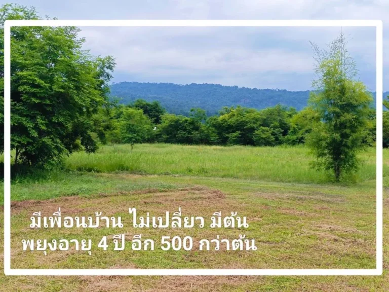 ที่ดินวิวเขาล้อมรอบ วิวเขาใหญ่ เนื้อที่ 10-3-91 ไร่