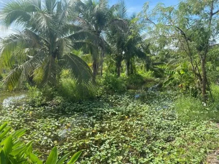 ที่ดิน 1-3-0 ไร่ บรรยากาศดี เงียบสงบ ใกล้แหล่งชุมชม