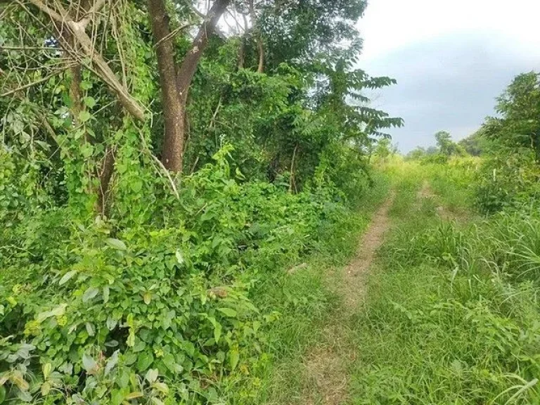 ขายที่ดิน คลอง 12 ลำลูกกา ปทุมธานี ขายต่ำกว่าราคาประเมิน 30 