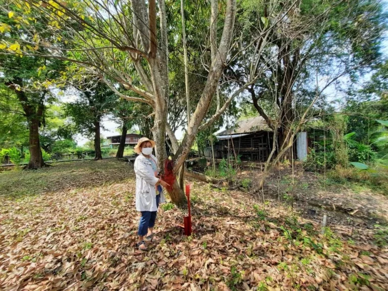 ขายที่ดินทำเลดี เจ้าของขายเอง ราคาต่อรองได้ ตำบลสามวาตะวันออก