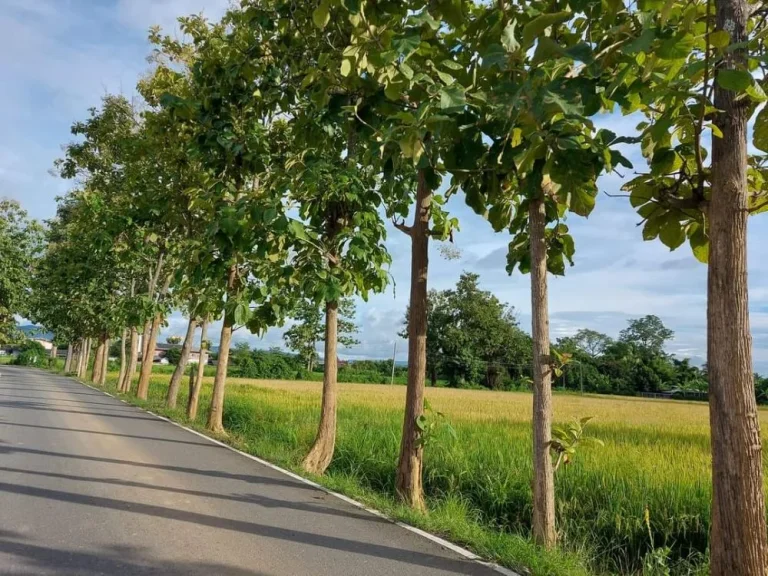 ขายที่นาวิวสวยติดถนนบ้านป่าป้องดอยสะเก็ตโฉนดพร้อมโอน