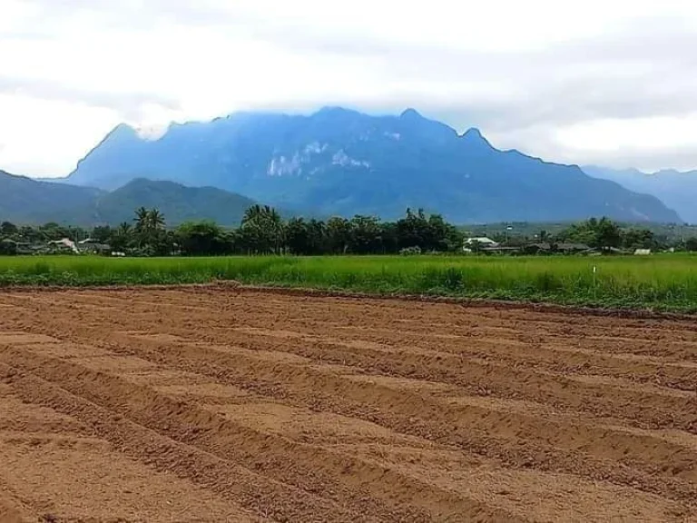 ขายที่ดินถมดินเรียบร้อยเชียงดาววิวดอยติดลำเหมืองพร้อมโอน