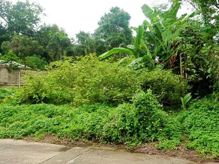 ขายที่ดิน หมู่บ้านระมิงค์นิเวศน์ ตำบลหายยา อำเภอเมือง จังหวัดเชียงใหม่