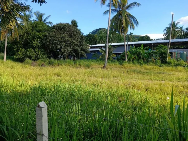 ขายที่ดินบนเกาะสมุยทำเลทองเศรษฐกิจ ติดถนนเส้นใหญ่สาย พระใหญ่-เชิงมนต์