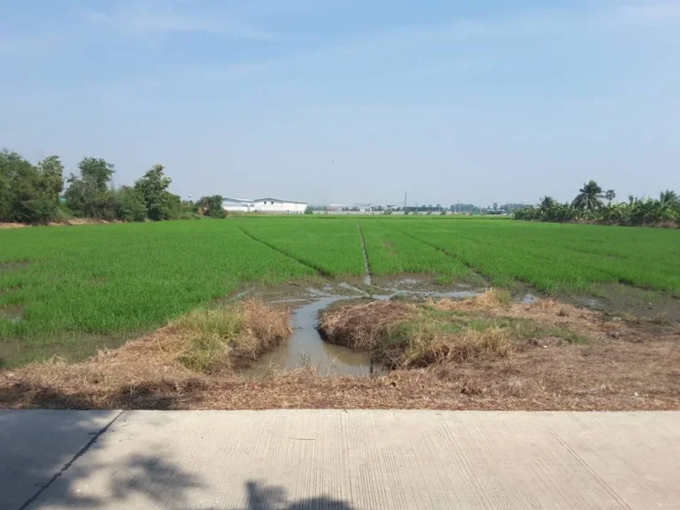 ขายที่ดิน สามโคก-เสนา ถนนวงแหวนตะวันตก ย่านโรงงาน จังหวัดปทุมธานี