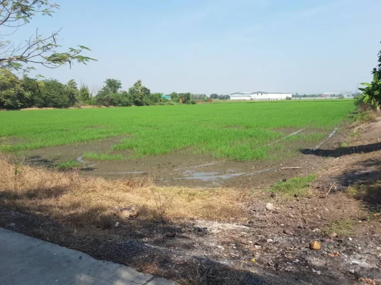 ขายที่ดิน สามโคก-เสนา ถนนวงแหวนตะวันตก ย่านโรงงาน จังหวัดปทุมธานี