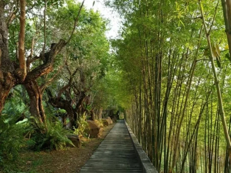 ขายคอนโดเขาใหญ่ สวอนเลคเขาใหญ่ Swan Lake Khao Yai คอนโดที่เหมาะกับการพักผ่อนอย่างแท้จริง ห้องสวยติดเลคแบบ Front View เป็นส่วนตัวสูง ตำแหน่งห้องดีมาก Z