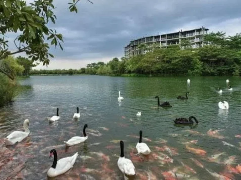 ขายคอนโดเขาใหญ่ สวอนเลคเขาใหญ่ Swan Lake Khao Yai คอนโดที่เหมาะกับการพักผ่อนอย่างแท้จริง ห้องสวยติดเลคแบบ Front View เป็นส่วนตัวสูง ตำแหน่งห้องดีมาก Z