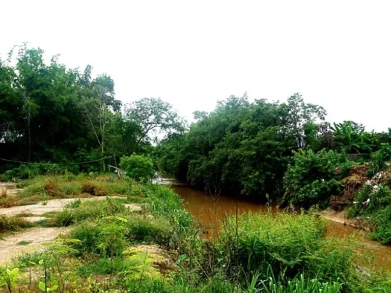 ขายที่ดินบ้านทุ่งหลุก ตำบลท่าวังพร้าว อำเภอสันป่าตอง ติดน้ำแม่วาง