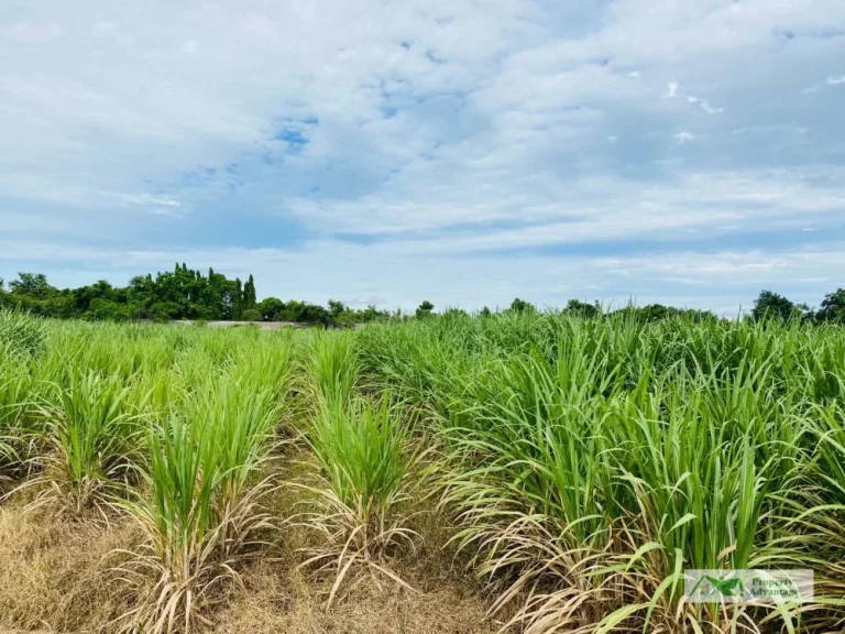 ขายที่ดิน 3 ไร่ ทำเลดี ท่าพระ อเมืองขอนแก่น จขอนแก่น