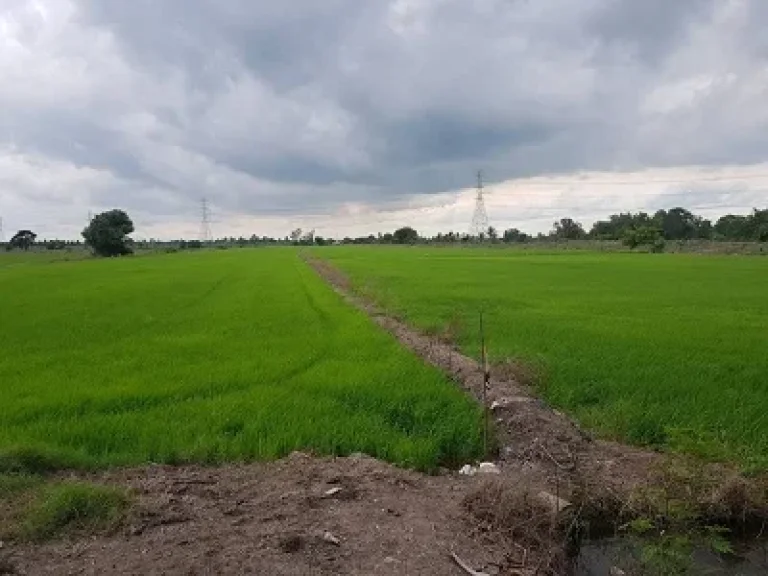 ขายที่ดิน ที่นา 30 ไร่ อลาดบัวหลวงจ้าา มีถนนตัดแล้ว 30 ไร่เลย