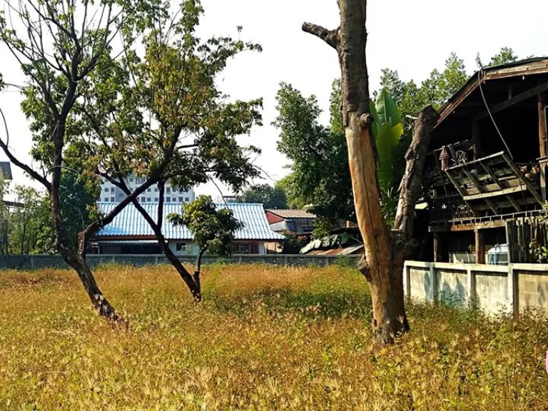 ขายที่ดิน ถราชเชียนแสน ตหายยา ใกล้คูเมือง ถนนคนเดิน ตลาดประตูเชียงใหม่