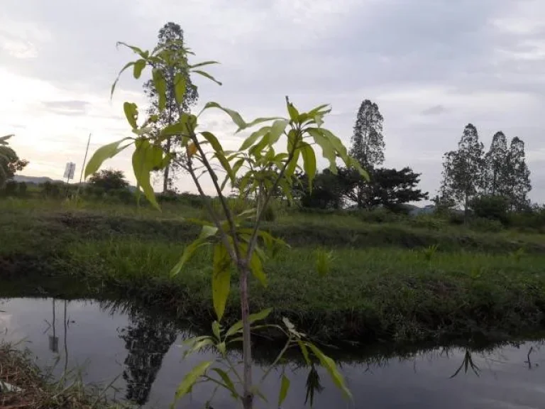 ที่ดินสวย มีโฉนด พร้อมสวนมะพร้าวน้ำหอม อำเภอเมือง จังหวัดราชบุรี