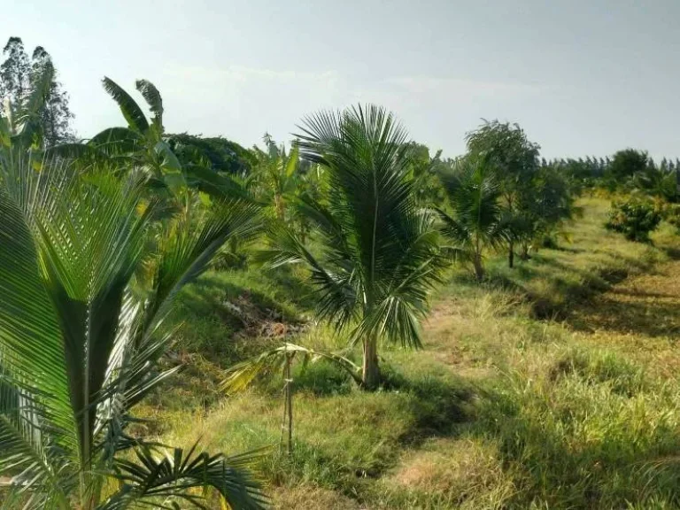 ที่ดินสวย มีโฉนด พร้อมสวนมะพร้าวน้ำหอม อำเภอเมือง จังหวัดราชบุรี