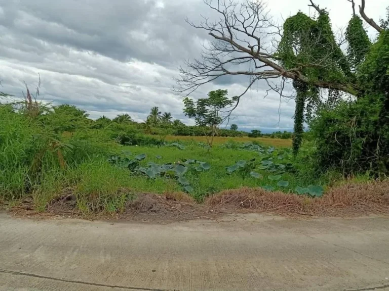 ขายที่นา หนองตอง หางดง ราคาถูก