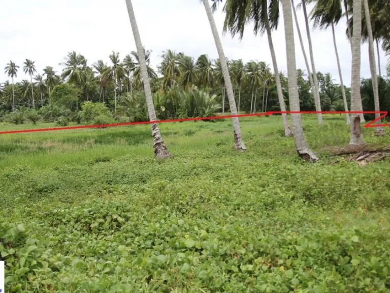 ขาย ที่ดินเปล่า ติดถนนบ้านหัวหิน ท่าชะมวง ตละงู อละงู จสตูล