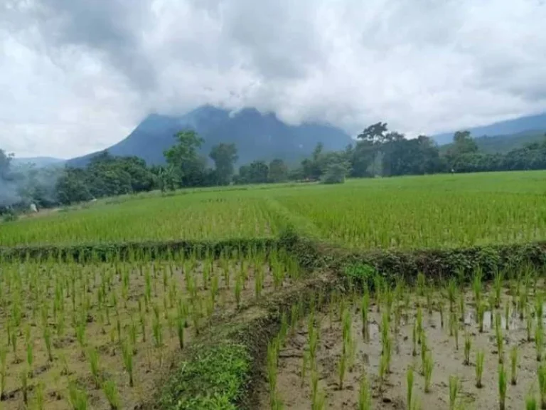 ขายที่ดินวิวดอยหลวง เชียงดาว ขายเหมาแปลงราคาถูก