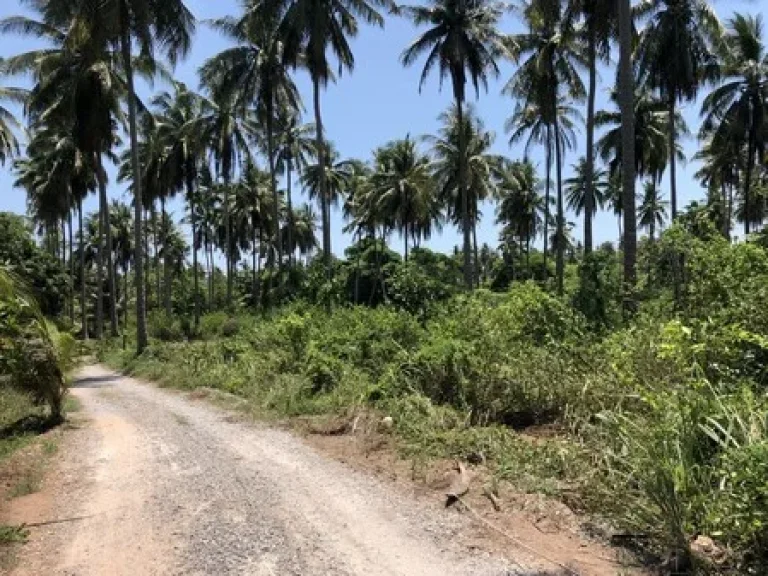 ขายที่ดินติดทะเลสวยๆ ราคาถูก บางสะพาน จประจวบ