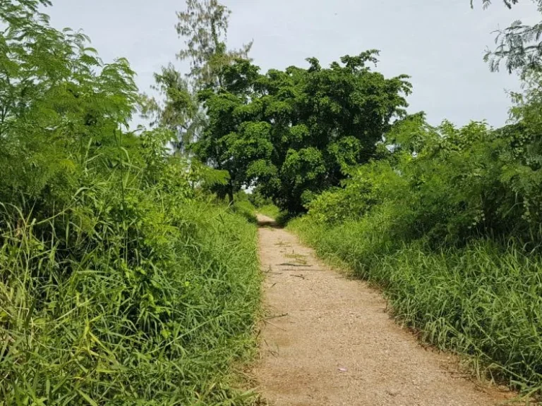 ขายที่ดิน ซอยคลองหกตะวันตก 21 คลองหลวง ปทุมธานี