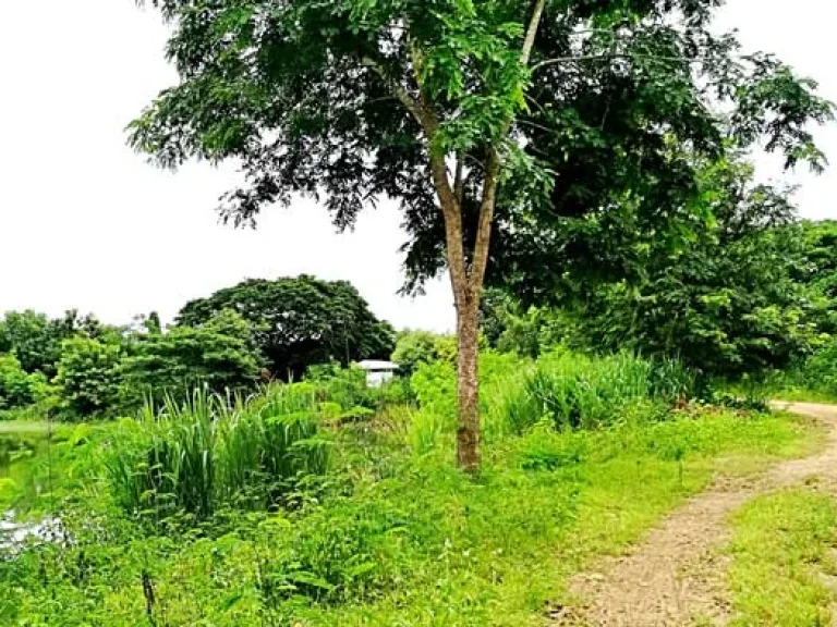 ขายที่ดิน ตำบลสันติสุข อำเภอดอยหล่อ จังหวัดเชียงใหม่