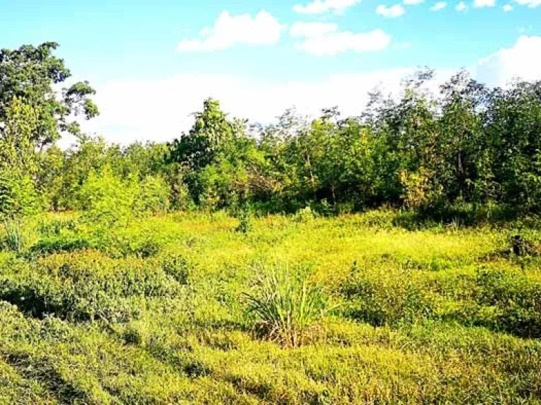 ขายที่ดิน ตำบลสันติสุข อำเภอดอยหล่อ จังหวัดเชียงใหม่