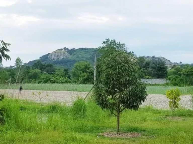 ขายที่สวนแปลงเล็ก วิวเขาสวย 205 ตรว ตชะอม แก่งคอย สระบุรี รูปที่สวยหน้ากว้างประมาณ 14 เมตร