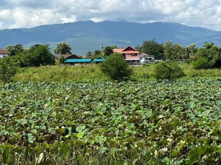 ขายบ้านสวยสไตล์รีสอร์ท วิวภูเขา ติดบึงบัว 164 ตรว