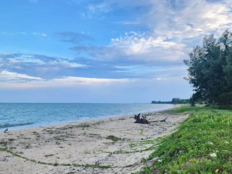 ขายที่ดินติดทะเลชุมพร หน้าติดทะเล หาดบ้านหนองบัว อละเเม